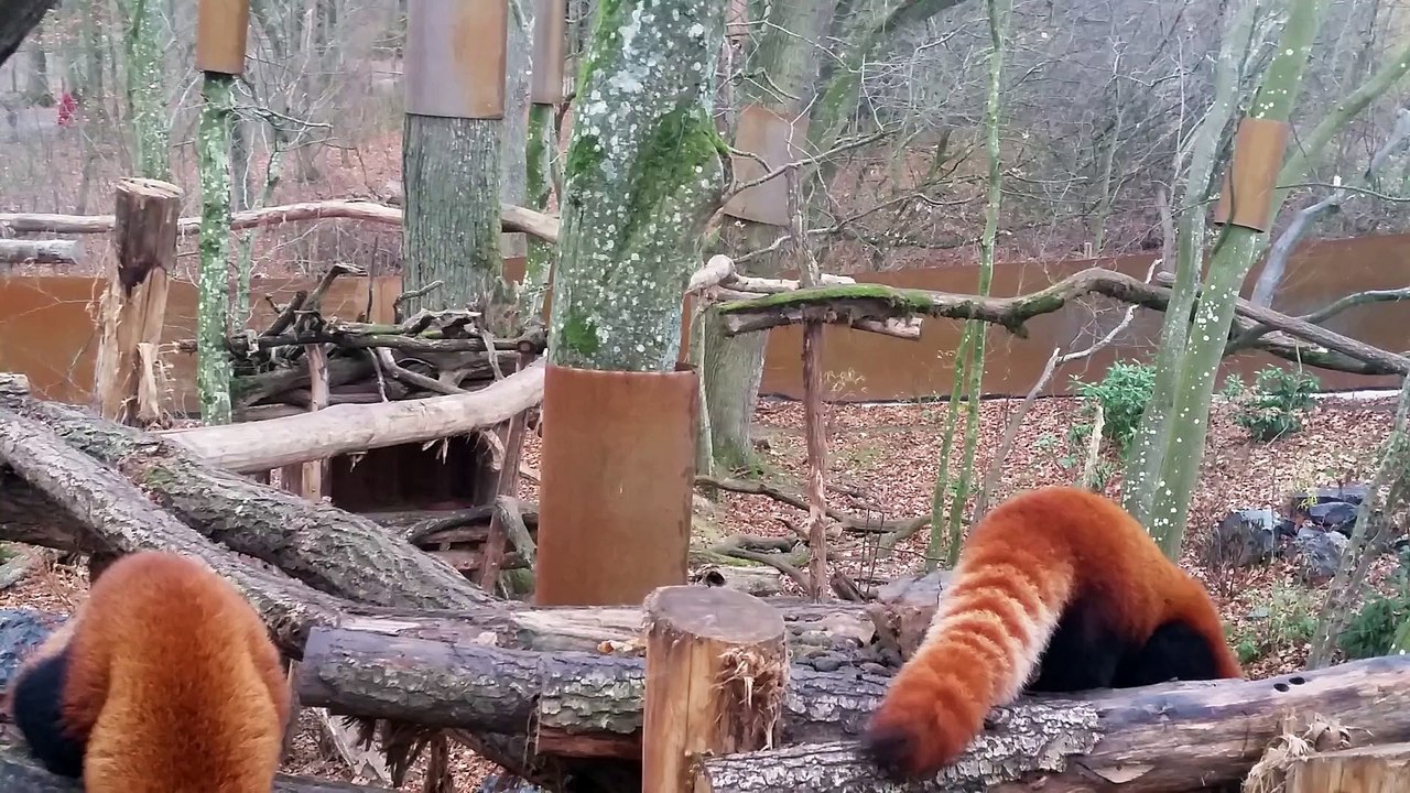 Les panda roux du Parc Ste Croix en Moselle