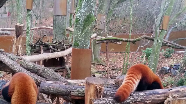 Les panda roux du Parc Ste Croix en Moselle