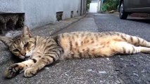 下町目黒のノラ猫さん