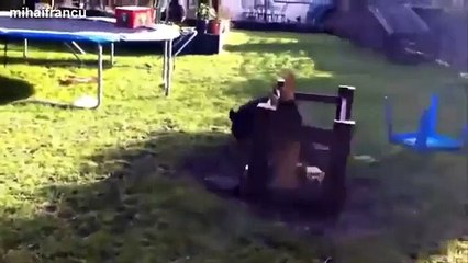 Ultimate Cute Micro Pig Compilation 2014 NEW