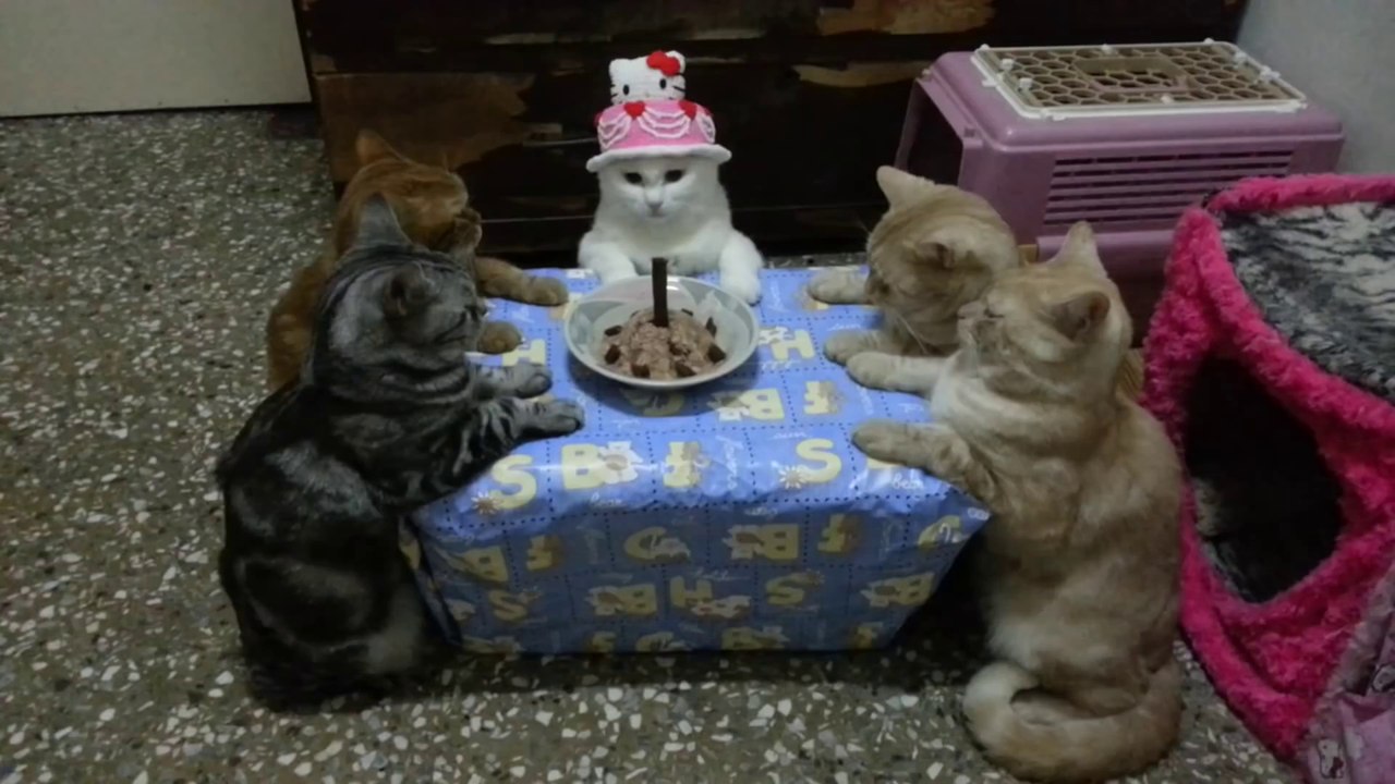 o cute CAT Bithday party : 5 kitties sat on a table!