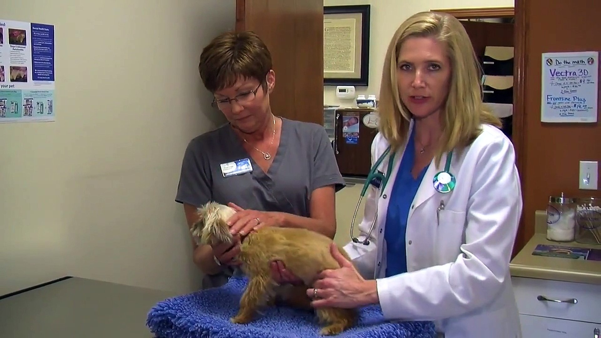 ⁣Pet Dental Care - Rivers Edge Veterinary Hospital