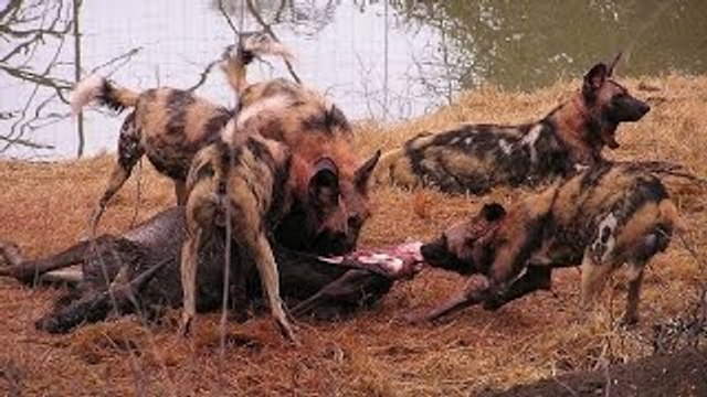 Predadores Africanos - As Gangues da África