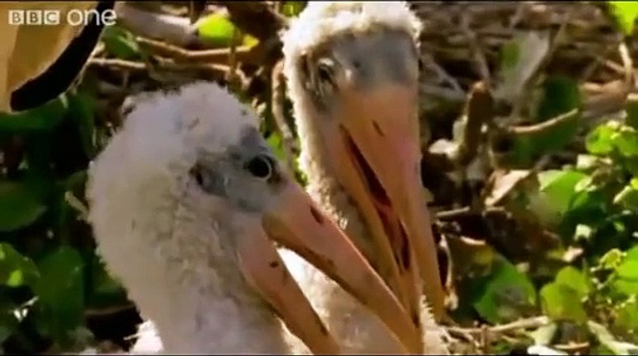 funny dubbed on  animals