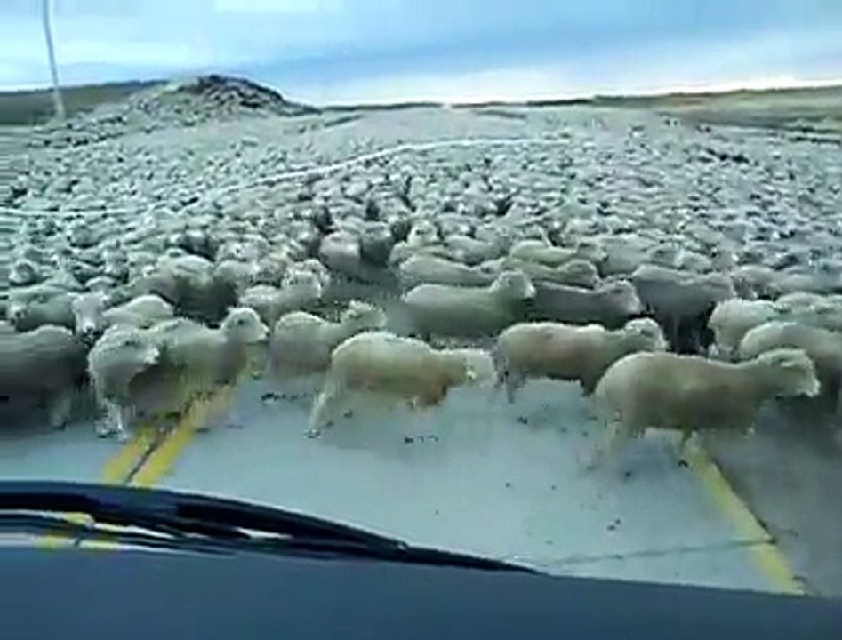 RIVER OF SHEEPS