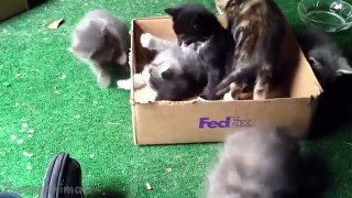 Funny Cats Videos Funny Kittens Compilation