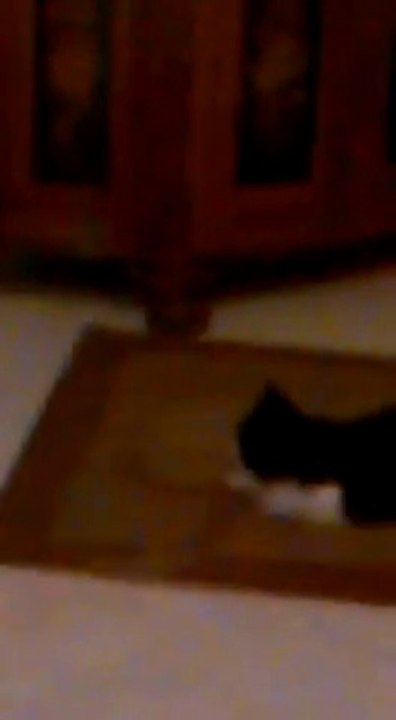 Battles between cats- 2