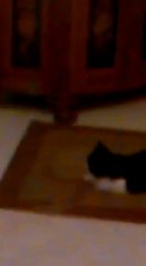 Battles between cats- 2