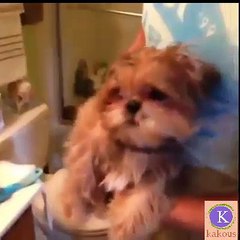 Simply You Have To Love These Dogs