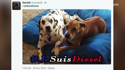 Social media honors hero police dog killed in Paris raid