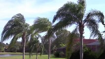 Wind Blowing In The Palm Trees