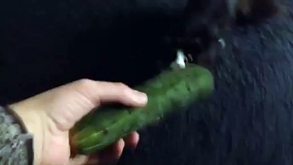 This cat is not afraid of cucumbers