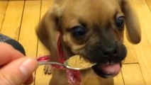 Cute Puppy Tries Peanut Butter and Freaks Out | What's Trending Now