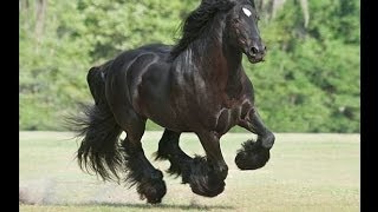 poze cu cai frumosi de calarit imagini haioase cu animale fanny si hazlii pt desktop