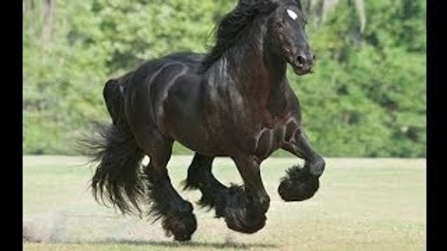 poze cu cai frumosi de calarit imagini haioase cu animale fanny si hazlii pt desktop