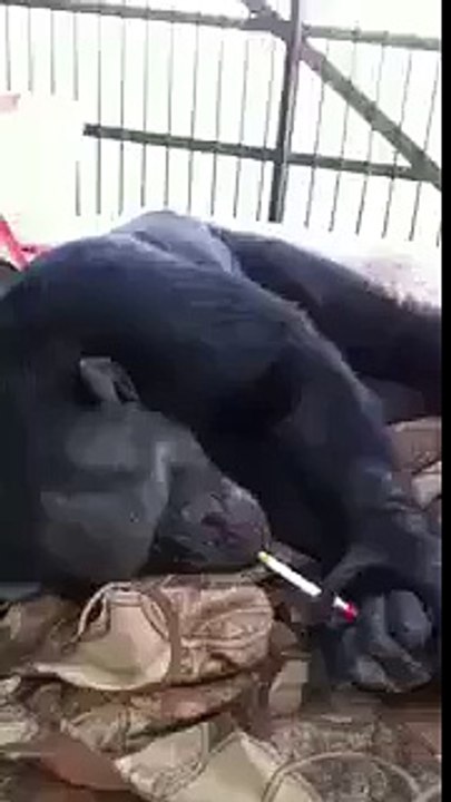 A Chimpanzee Is Smoking Very Funny