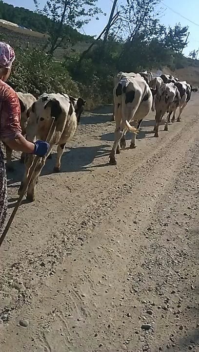 İnekler İle Suya Giderken