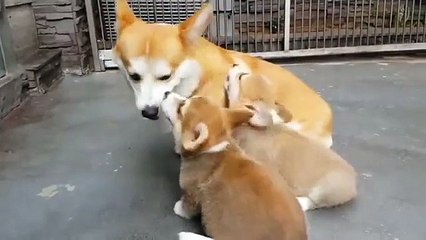 The moment Corgi mum teaches her puppy how to sit