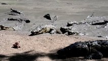 Tausende Krokodile in Honduras dem Hungertod nahe
