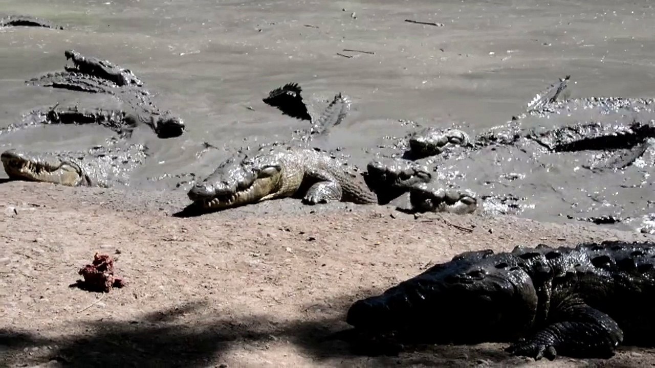 Tausende krokodile in honduras dem hungertod nahe