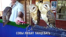 Сова она такая