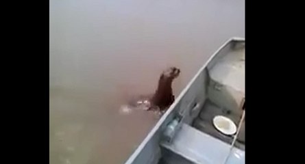 Une loutre grimpe sur un bateau de pêche pour se nourrir