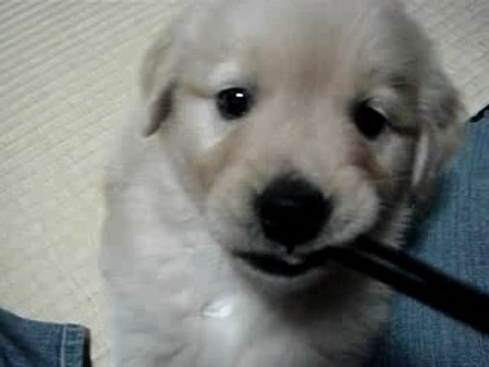 puppy