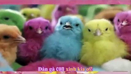 Bài hát Đàn gà con Ca Nhạc Thiếu Nhi vui nhộn