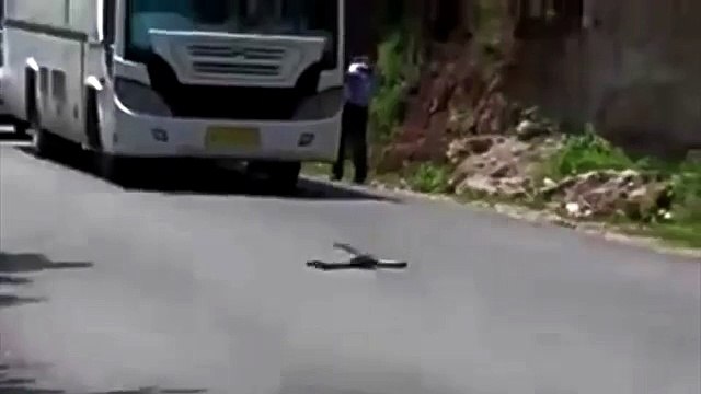 Мангуст спас людей от кобры!!! Ставим класс!!!