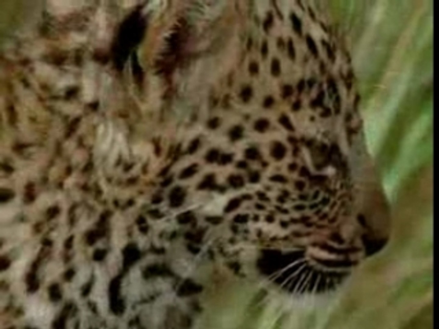 Bebes Animaux D Afrique Video Dailymotion