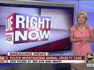 Dog found hanging from tree