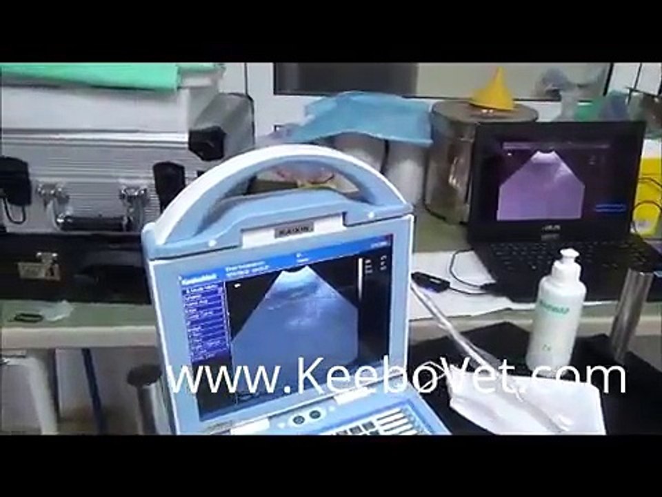 Cysts In Cow Ovary, Veterinarian Diagnosed With Veterinary Ultrasound KX5600V
