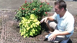 Ornamental Sweet Potato Vine - Living Mulch for Permaculture