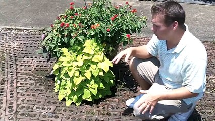 Ornamental Sweet Potato Vine - Living Mulch for Permaculture