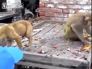 Hài hước với clip khỉ chọc chó đến tức điên