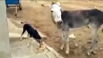 Whatsapp Funny Videos _ Dog Vs Donkey Funniest Video Ever-uwB4qrrUgTw