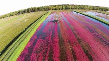 Lake Nokomis Cranberries, Harvest 2015 filmed by a drone