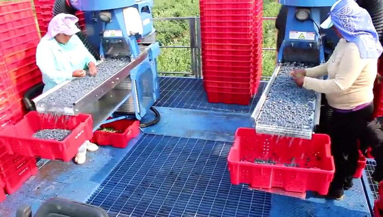 Oxbo Raspberry & Blueberry Harvesters