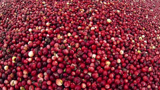 The Cranberry Harvest Experience