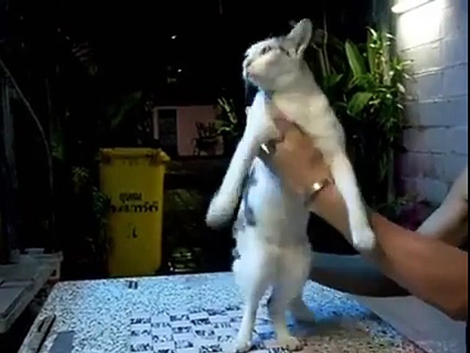 Funny Videos : Dancing Cat