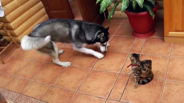 Ce Pauvre Husky Essaie De Devenir Amis Avec Cette Nouvelle Chatte, Mais Ca Ne L’amuse Pas