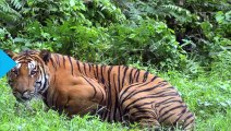 Tiger Stirbt In SoCal Ein Jahr Nach Dem Umzug Aus Griechenland