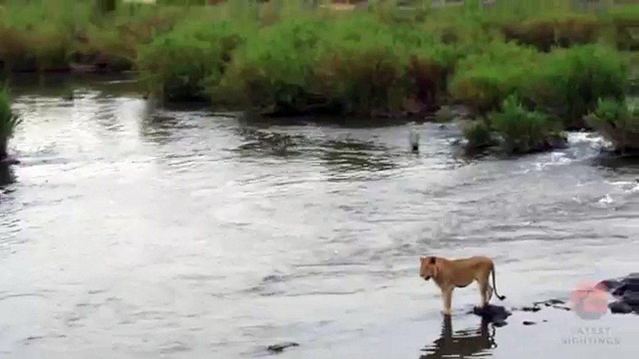 Crocodile Attacks a Male Lion - Latest Wildlife Sightings