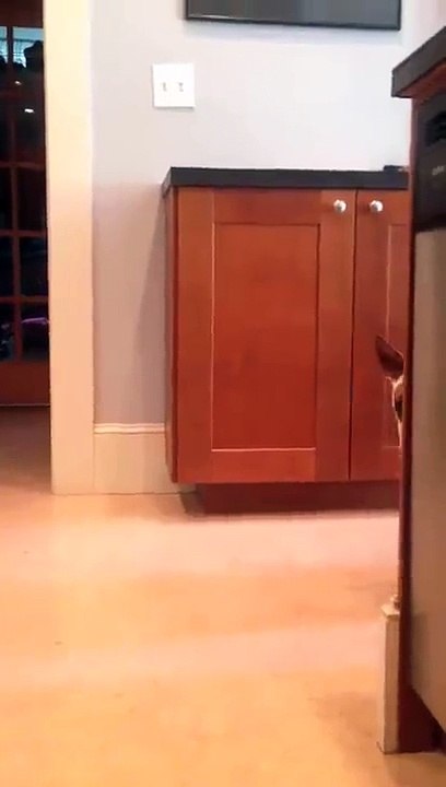 Funny dog ไม่เอากรูไม่อยากเปิดตัว [555+]