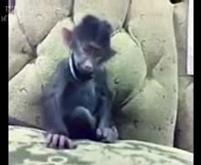Monkey Laughing