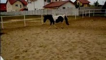 NOuveaux pOulain[2semaine]:PEPITO