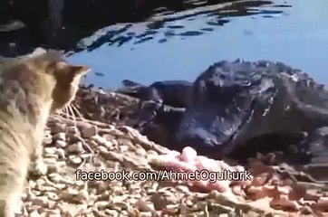 Timsaha yumruk atan kedi