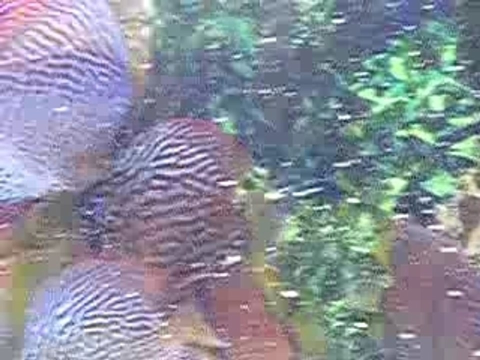 mes discus