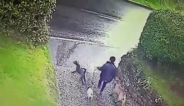 Dog Walker Dragged Away By Her Dogs
