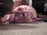 Girl plays to wake up her Fat Pig laying down in the living room